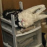 cat, fluffy, black_and_white, upside_down, plastic_drawer, furniture, relaxed, indoor, pet, sleeping, funny_pose, limbs, household, storage, drawer_unit, resting, domestic_cat, cute, animal, fur