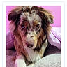 dog, puppy, pet, animal, fluffy, long_hair, brown_and_white, blue_eye, face, portrait, lying_down, blanket, bed, indoors, pink_background, photograph, screenshot, voting, contest, text_overlay