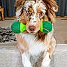 Usha joined the competition — help win amazing prizes! dog, puppy, australian_shepherd, merle, fluffy, portrait, pet, animal, face, eyes, mouth, toy, dumbbell_toy, green, brown, white, indoors, couch, curtain, cute