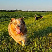 Usha joined the competition — help win amazing prizes! dog, dogs, fluffy_dog, black_dog, running, outdoor, meadow, grass, field, countryside, nature, sunlight, golden_hour, blue_sky, landscape, animal, pet, happy, tongue_out, action_shot