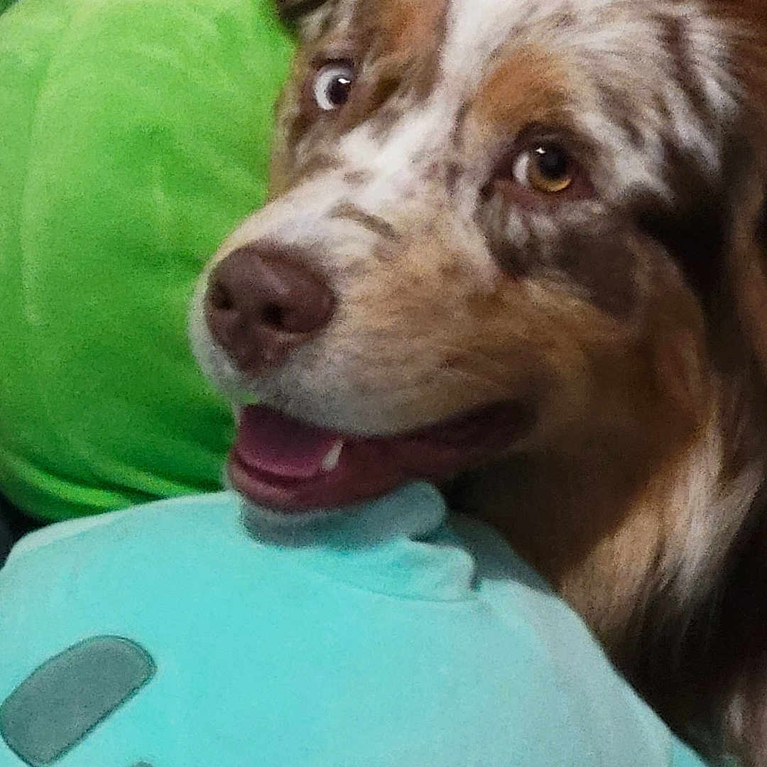 Usha joined the competition — help win amazing prizes! dog, puppy, pet, animal, close_up, portrait, face, brown_fur, white_fur, floppy_ears, open_mouth, tongue, happy, friendly, indoor, couch, green_cushion, baby_item, pacifier, cozy