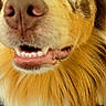 Usha joined the competition — help win amazing prizes! dog, portrait, close_up, fluffy, golden_coat, heterochromia, mismatched_eyes, large_nose, open_mouth, smiling, teeth, tongue, pet, animal, front_view, long_fur, paws, indoor, carpet, funny