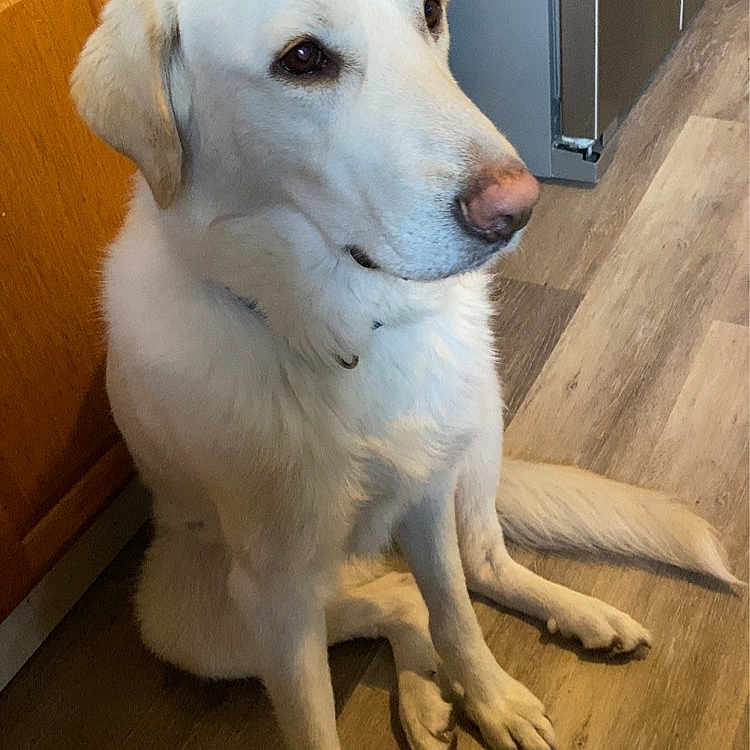 Butterfly joined the competition — help win amazing prizes! animal, appliance, cabinet, calm, canine, companion, dog, domestic, ears, fur, indoor, kitchen, looking_away, paw, pet, sitting, snout, tail, white_dog, wooden_floor