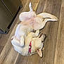 dog, white_dog, collar, pink_collar, lying_down, on_back, wooden_floor, indoor, pet, canine, relaxed, playful, fur, ears, mouth, kitchen, flooring, domestic_animal, animal, resting