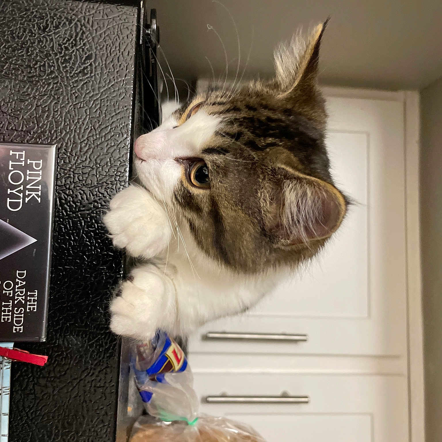 Berry is registered to the contest to win money with this photo: book_cover, cardboard, carnivore, cat, domestic_short_haired_cat, door, felidae, fur, grey, paper_product, paw, publication, room, shelf, shelving, small_to_medium_sized_cats, snout, tail, whiskers, window