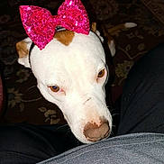 Chase is registered to the contest to win money with this photo: dog, pink_bow, sequin_bow, white_fur, brown_marking, nose, eyes, head, carpet, rug, lap, pants, clothing, indoor, flash, close_up, pet_portrait, accessory, staring, cute