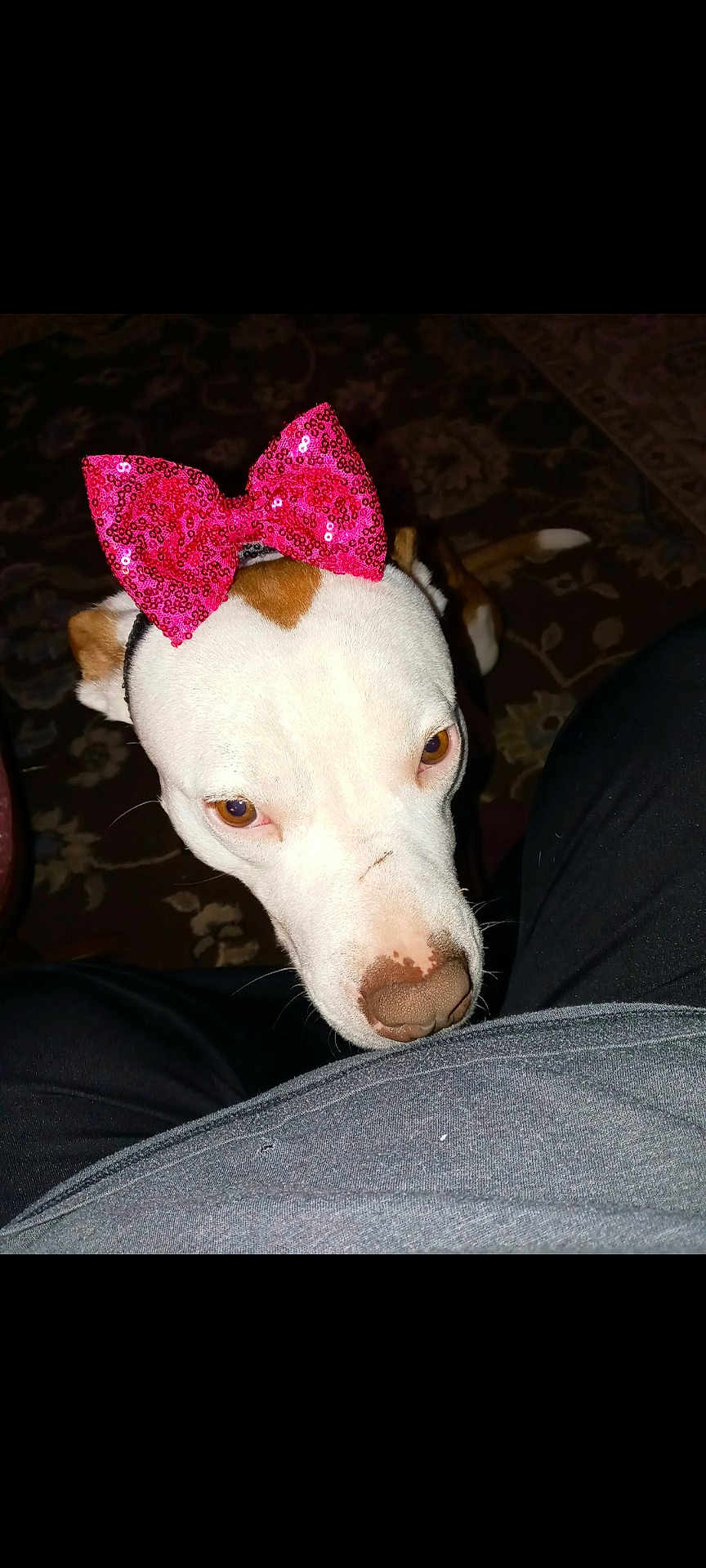 Chase is registered to the contest to win money with this photo: dog, pink_bow, sequin_bow, white_fur, brown_marking, nose, eyes, head, carpet, rug, lap, pants, clothing, indoor, flash, close_up, pet_portrait, accessory, staring, cute