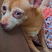 Cricket is registered to the contest to win money with this photo: dog, small_dog, tan_dog, large_ears, couch, brown_couch, person, floral_dress, wristwatch, resting, indoor, close_up, pet, animal, relaxed, seated, furniture, home, comfort, casual