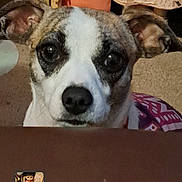 Maisie is registered to the contest to win money with this photo: dog, pet, animal, indoor, doll, toy, face, closeup, brown, curious, looking, ears, background, necklace, eyes, expression, portrait, cute, furniture, room