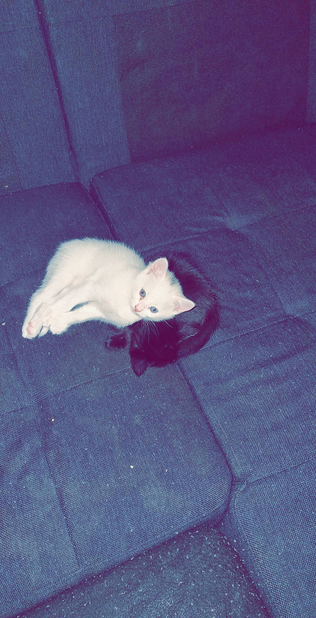 Blanca a rejoint le concours — aidez-le/la à gagner de superbes lots ! carmine, carnivore, cat, comfort, dog_breed, domestic_short_haired_cat, electric_blue, felidae, fur, grey, magenta, mouse, muroidea, mustelidae, paw, pest, small_to_medium_sized_cats, tail, tints_and_shades, whiskers