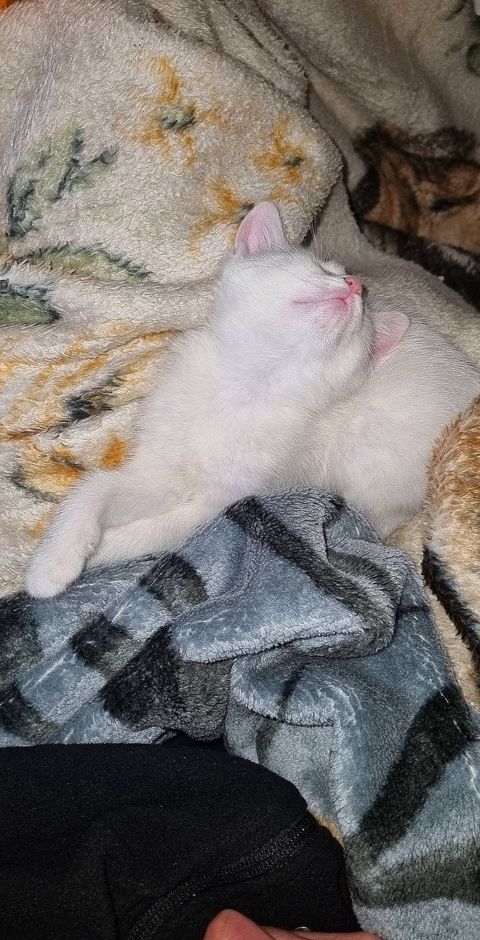 Blanca a rejoint le concours — aidez-le/la à gagner de superbes lots ! carnivore, cat, comfort, domestic_short_haired_cat, fawn, felidae, fur, grey, knitting, linens, pattern, paw, small_to_medium_sized_cats, tail, textile, thread, whiskers, wool, woolen, woven_fabric