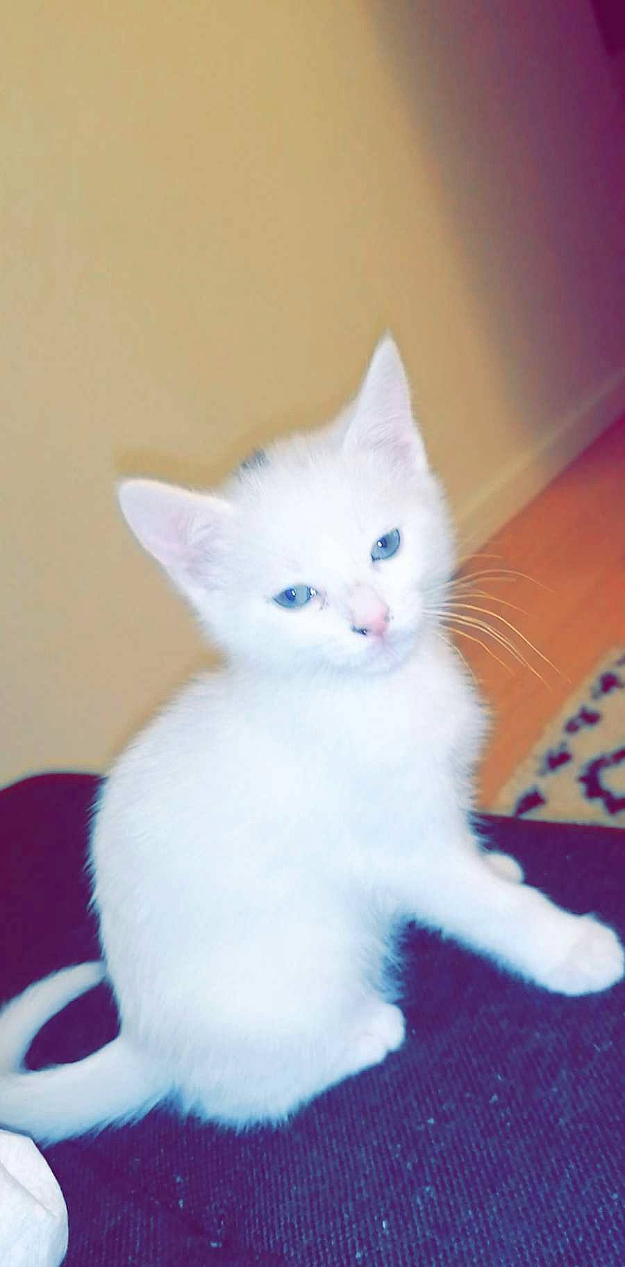 Blanca participe au concours pour gagner de l'argent avec cette photo : carnivore, cat, claw, domestic_short_haired_cat, ear, electric_blue, fawn, felidae, fur, iris, paw, sitting, small_to_medium_sized_cats, snout, tail, whiskers