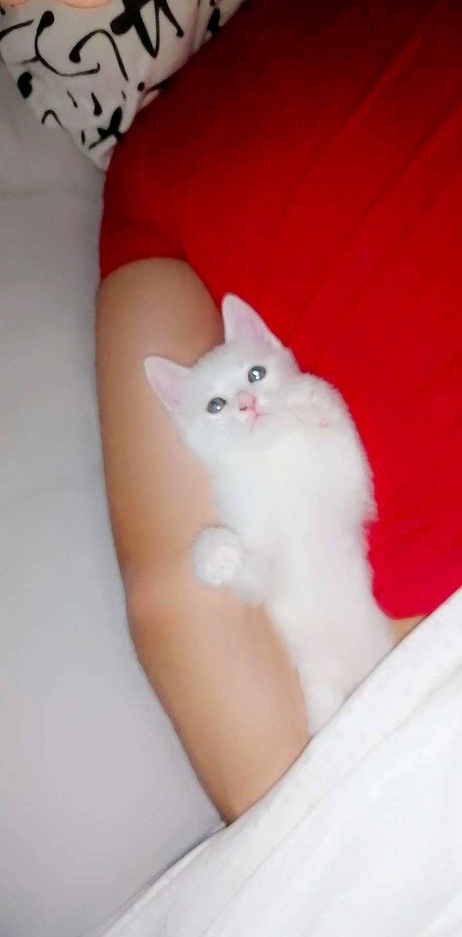 Blanca a rejoint le concours — aidez-le/la à gagner de superbes lots ! bed, carnivore, cat, comfort, ear, eye, fawn, felidae, foot, fur, head, human_body, human_leg, iris, leg, paw, small_to_medium_sized_cats, tail, thigh, whiskers