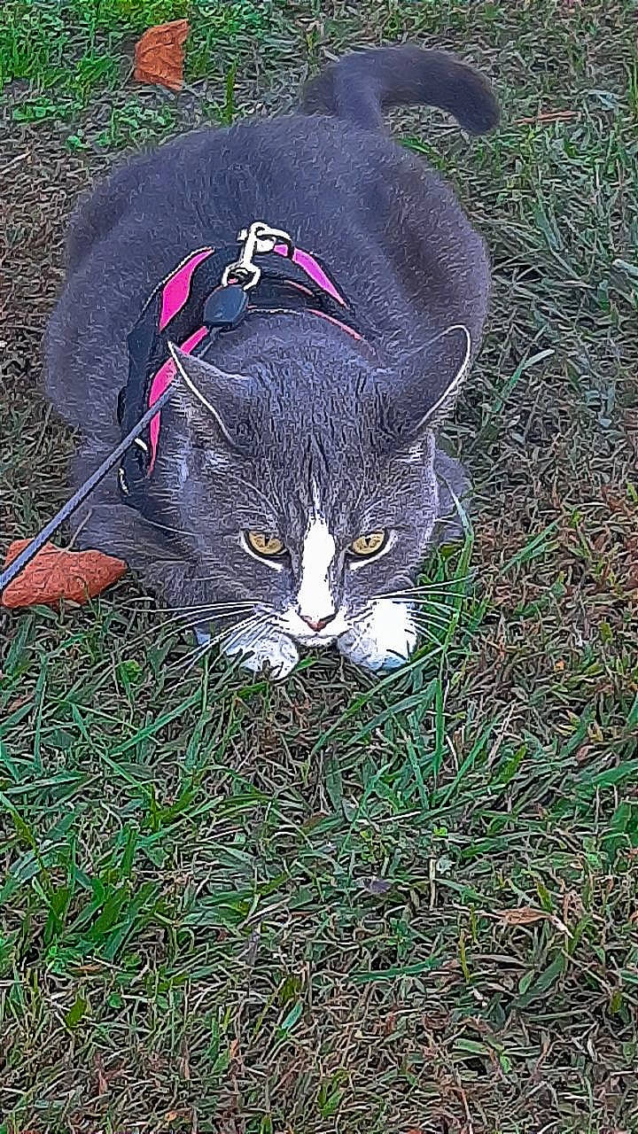 Zeus is registered to the contest to win money with this photo: carnivore, cat, fashion_accessory, felidae, fur, grass, groundcover, hat, natural_material, small_to_medium_sized_cats, snout, tail, terrestrial_animal, whiskers