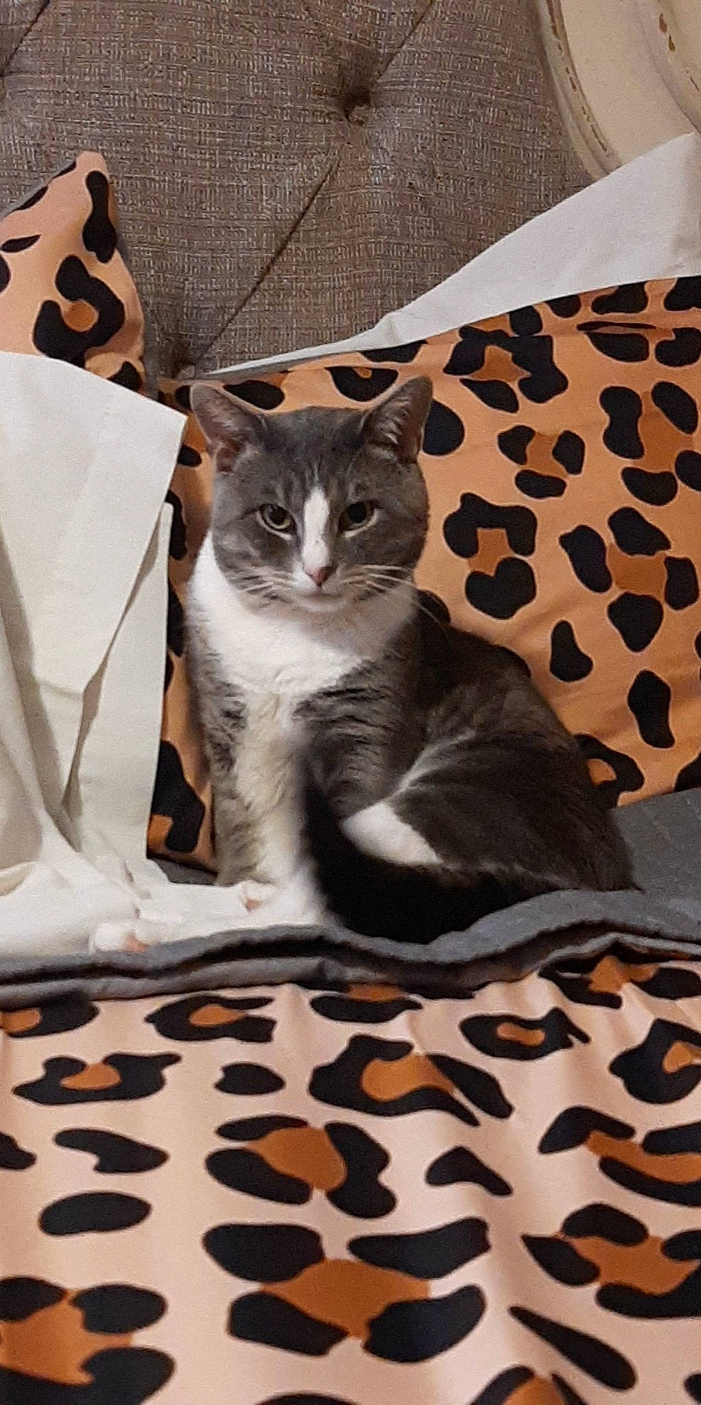 Zeus joined the competition — help win amazing prizes! box, carnivore, cat, comfort, domestic_short_haired_cat, felidae, flooring, fur, grey, linens, pattern, paw, room, sitting, small_to_medium_sized_cats, snout, tail, whiskers