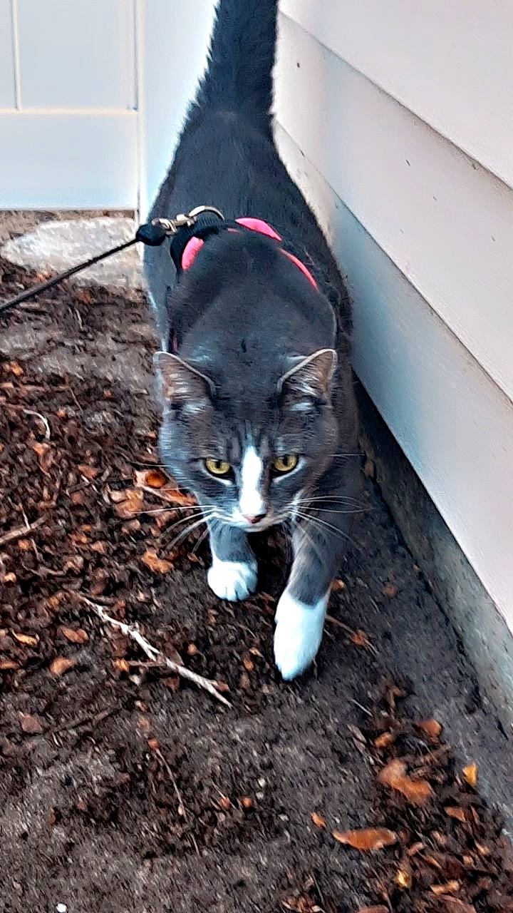 Zeus joined the competition — help win amazing prizes! black_cat, carmine, carnivore, cat, domestic_short_haired_cat, electric_blue, felidae, fur, grass, small_to_medium_sized_cats, snout, soil, tail, tree, whiskers, wood