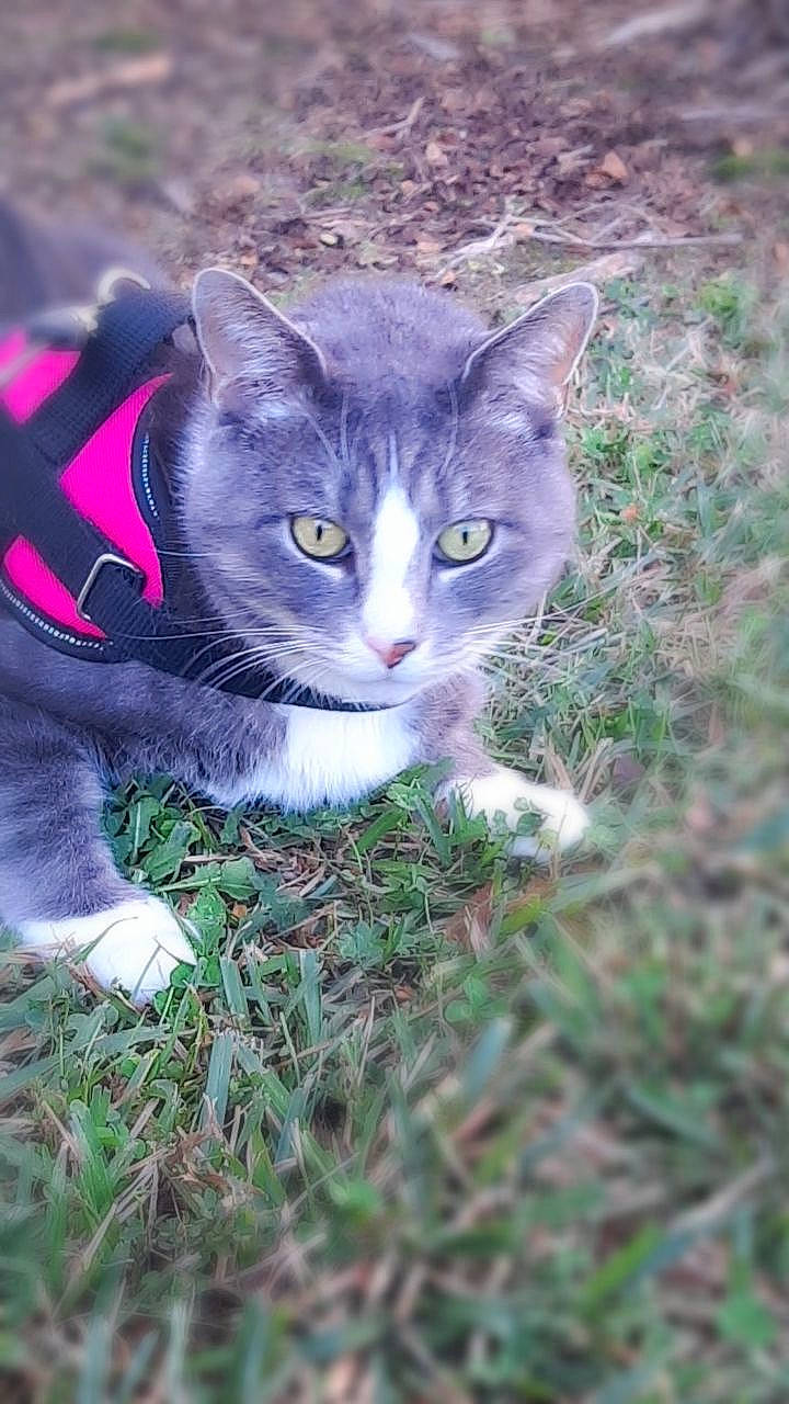 Zeus is registered to the contest to win money with this photo: carnivore, cat, domestic_short_haired_cat, electric_blue, fawn, felidae, fur, grass, groundcover, human_leg, plant, sitting, small_to_medium_sized_cats, snout, soil, tail, terrestrial_animal, tree, whiskers, wildlife