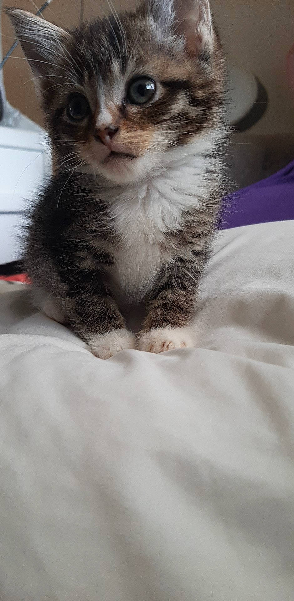 Gizmo joined the competition — help win amazing prizes! carnivore, cat, claw, comfort, domestic_short_haired_cat, fawn, felidae, fur, paw, small_to_medium_sized_cats, snout, tail, terrestrial_animal, whiskers