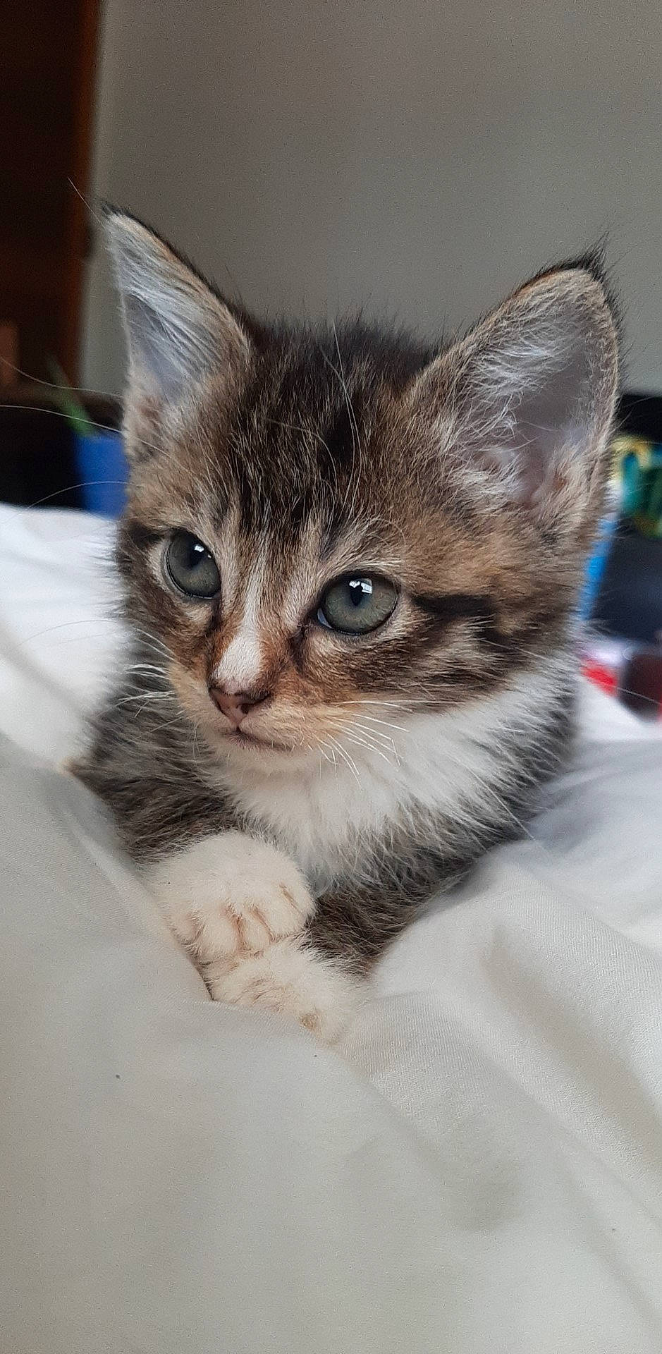 Gizmo is registered to the contest to win money with this photo: box, carnivore, cat, claw, domestic_short_haired_cat, door, eye, felidae, fur, head, paw, small_to_medium_sized_cats, snout, whiskers, window