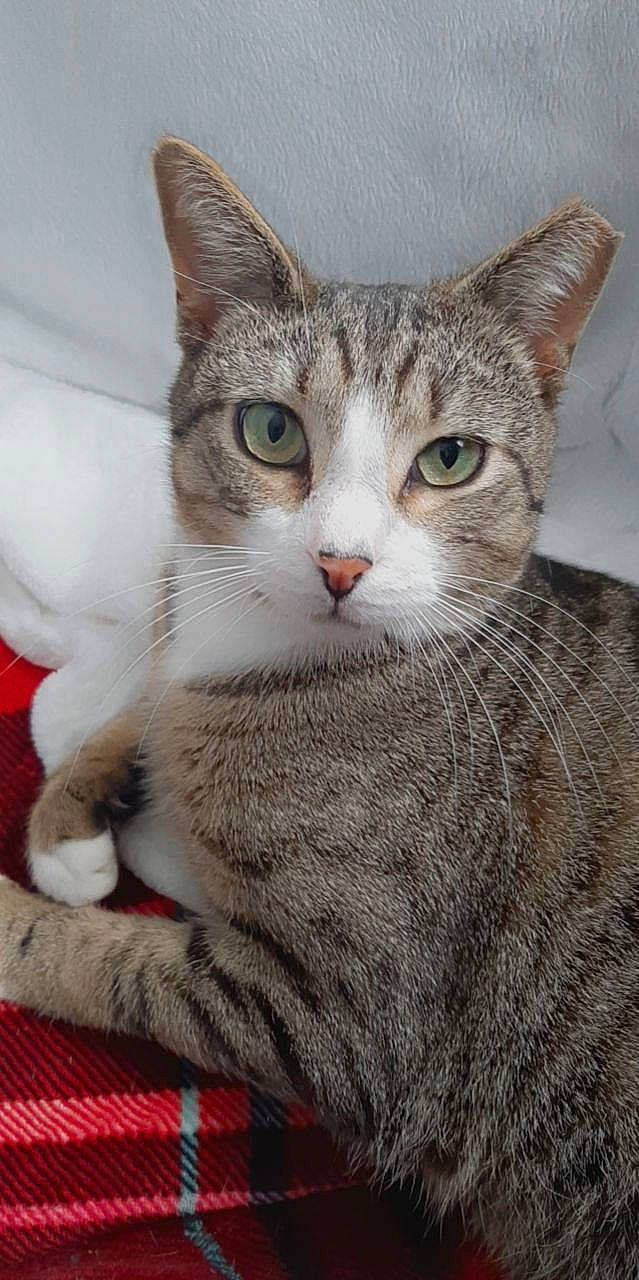 Lil Buddy is registered to the contest to win money with this photo: art, carnivore, cat, claw, domestic_short_haired_cat, felidae, fur, paw, photo_caption, small_to_medium_sized_cats, snout, tail, terrestrial_animal, whiskers, window