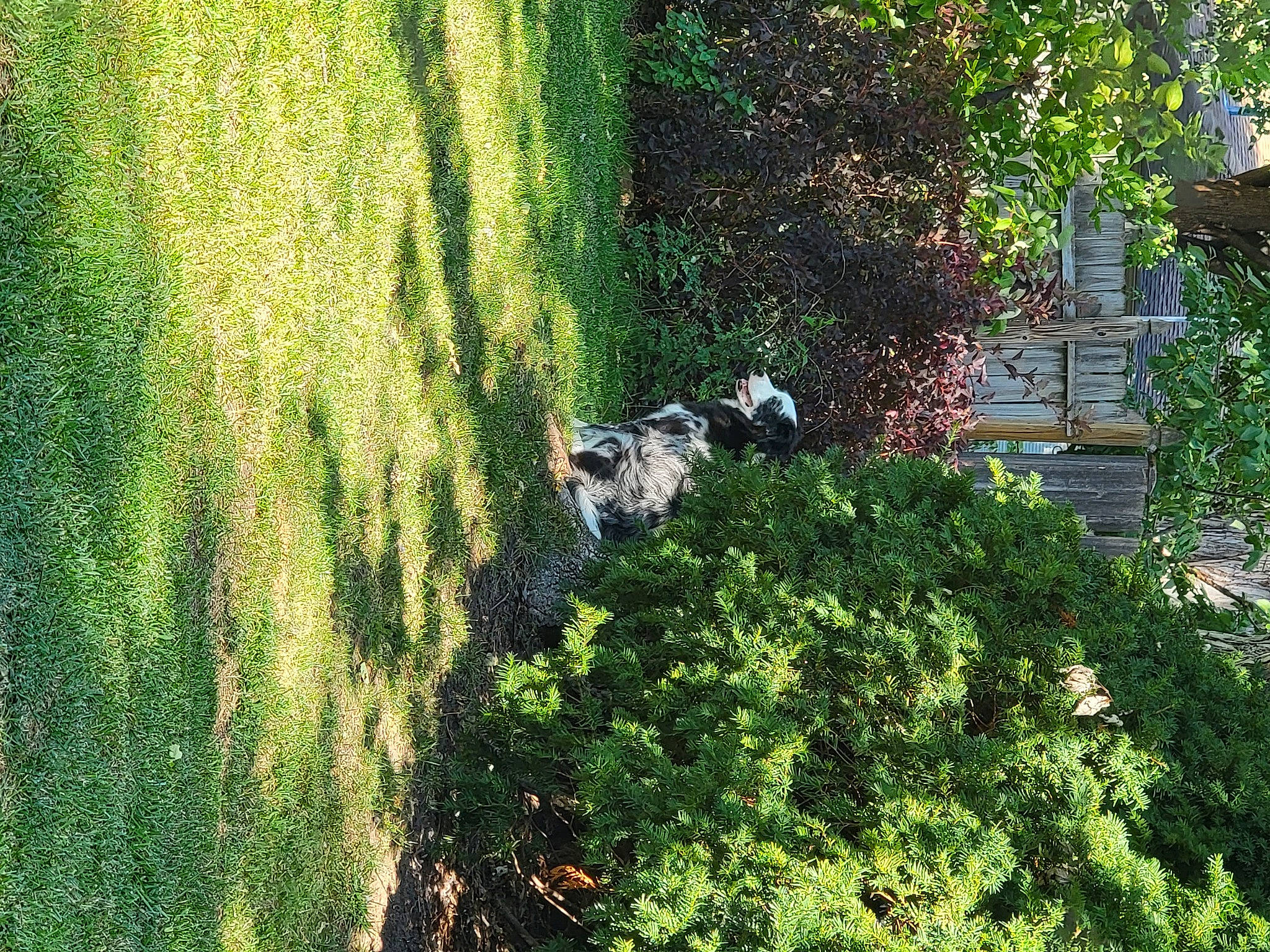 Sable is registered to the contest to win money with this photo: branch, forest, garden, grass, grass_family, groundcover, hedge, landscape, landscaping, lawn, natural_landscape, nature_reserve, people_in_nature, plant, plant_community, shrub, terrestrial_plant, tints_and_shades, tree, trunk