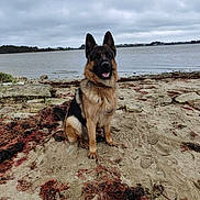 Jean-Marc a rejoint le concours — aidez-le/la à gagner de superbes lots ! animal, beach, calm, canine, cloudy_sky, daytime, dog, german_shepherd, landscape, loyal, nature, outdoor, overcast, pet, portrait, sand, seaweed, shore, sitting, water