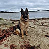 animal, beach, calm, canine, cloudy_sky, daytime, dog, german_shepherd, landscape, loyal, nature, outdoor, overcast, pet, portrait, sand, seaweed, shore, sitting, water