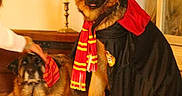 Jean-Marc participe au concours pour gagner de l'argent avec cette photo : animal, canine, cape, carpet, costume, decor, dog, furniture, german_shepherd, glasses, hand, indoor, lamp, lying_down, magic, person, pet, relaxed, scarf, sitting