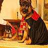 animal, canine, cape, carpet, costume, decor, dog, furniture, german_shepherd, glasses, hand, indoor, lamp, lying_down, magic, person, pet, relaxed, scarf, sitting