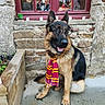 Jean-Marc participe au concours pour gagner de l'argent avec cette photo : animal, autumn, costume, cute, decor, decoration, dog, fall, flower_crown, german_shepherd, glasses, holiday, outdoor, pet, scarf, sitting, skeleton, smiling, stone_wall, window