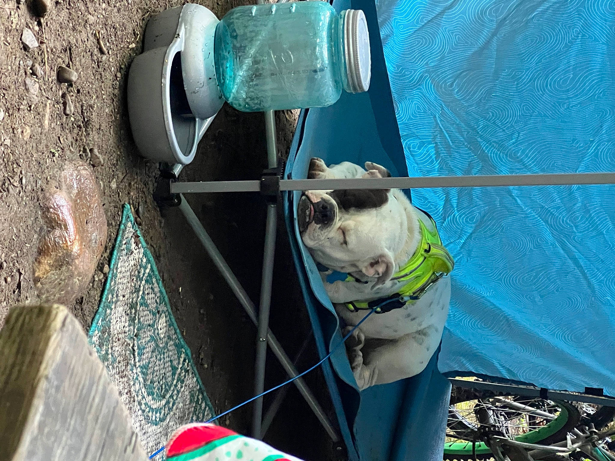 Kadi is registered to the contest to win money with this photo: blue, bottle, carnivore, collar, dog, dog_breed, dog_collar, drinking_water, drinkware, electric_blue, electrical_wiring, fluid, gas, green, light, plastic_bottle, water, water_bottle, white, working_animal