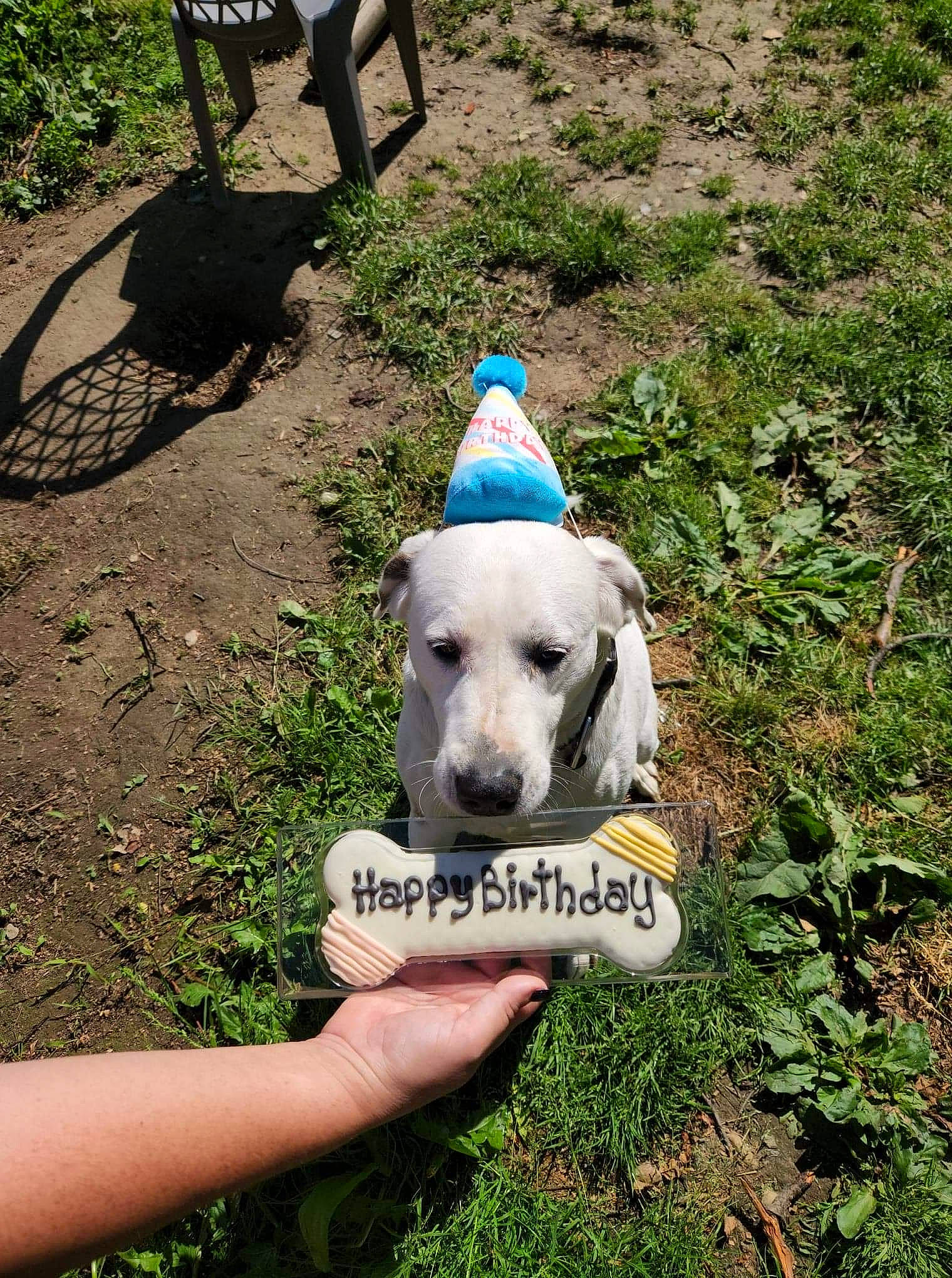 Yuki joined the competition — help win amazing prizes! canidae, carnivore, chair, collar, companion_dog, dog, dog_breed, dog_supply, fawn, grass, lawn, leisure, livestock_guardian_dog, outdoor_furniture, pet_supply, plant, snout, sporting_group, tail, working_animal