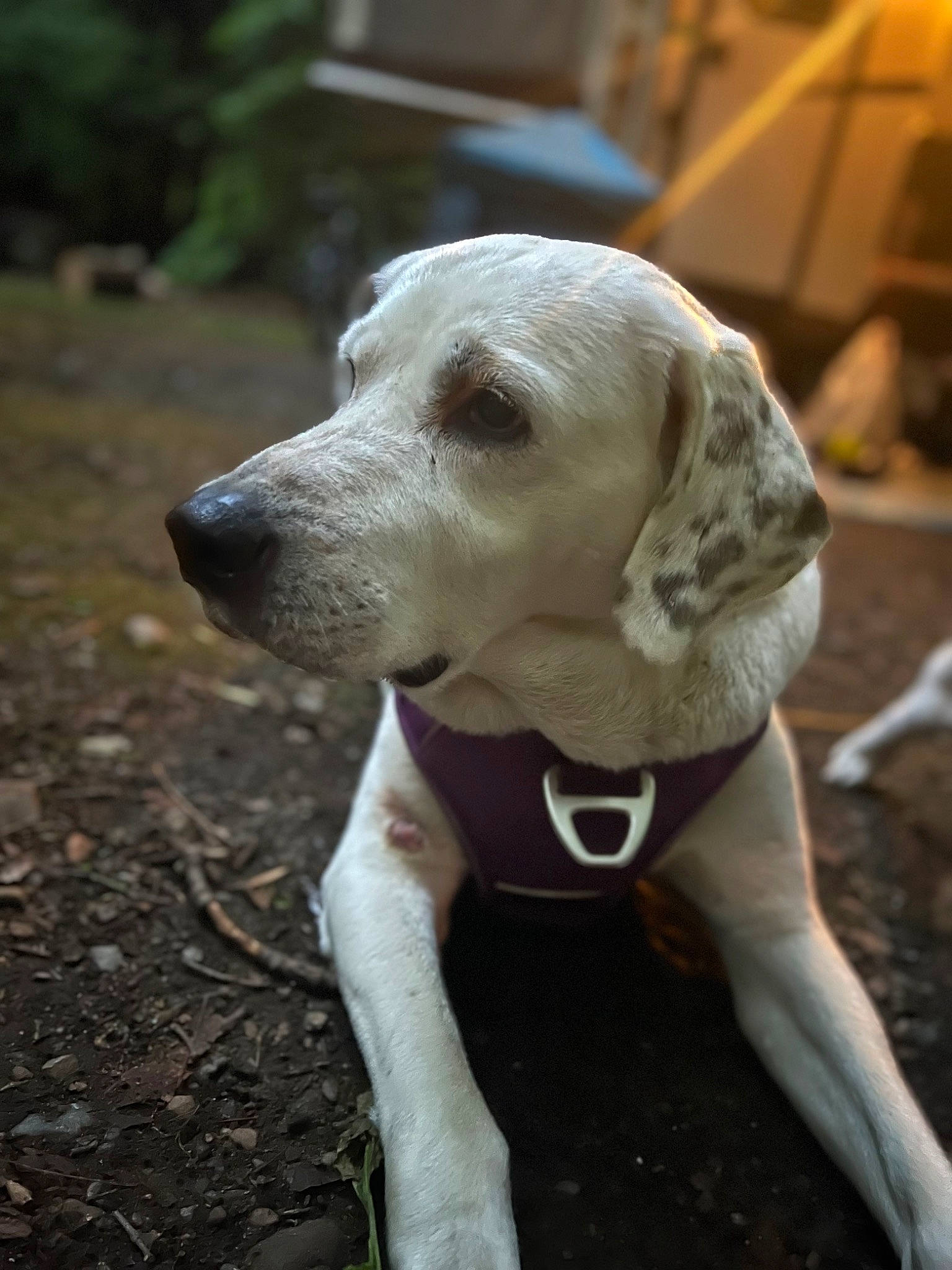 Yuki is registered to the contest to win money with this photo: canidae, carnivore, collar, companion_dog, dog, dog_breed, dog_collar, dog_supply, fawn, gun_dog, hunting_dog, non_sporting_group, pet_supply, plant, snout, sporting_group, tree, whiskers, wood, working_animal