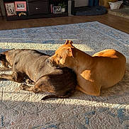 Molly is registered to the contest to win money with this photo: dog, dogs, sleeping, resting, sunlight, rug, living_room, cozy, brown_dog, tan_dog, pets, companion, floor, home, comfort, domestic, animal, relaxation, indoor, friendship