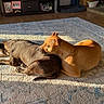 animal, brown_dog, comfort, companion, cozy, dog, dogs, domestic, floor, friendship, home, indoor, living_room, pets, relaxation, resting, rug, sleeping, sunlight, tan_dog