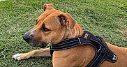 Molly joined the competition — help win amazing prizes! dog, brown_dog, canine, pet, animal, grass, outdoor, sidewalk, harness, lying_down, resting, calm, attentive, nature, daylight, mammal, grass_field, domestic_animal, park, quiet