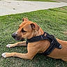 animal, attentive, brown_dog, calm, canine, daylight, dog, domestic_animal, grass, grass_field, harness, lying_down, mammal, nature, outdoor, park, pet, quiet, resting, sidewalk