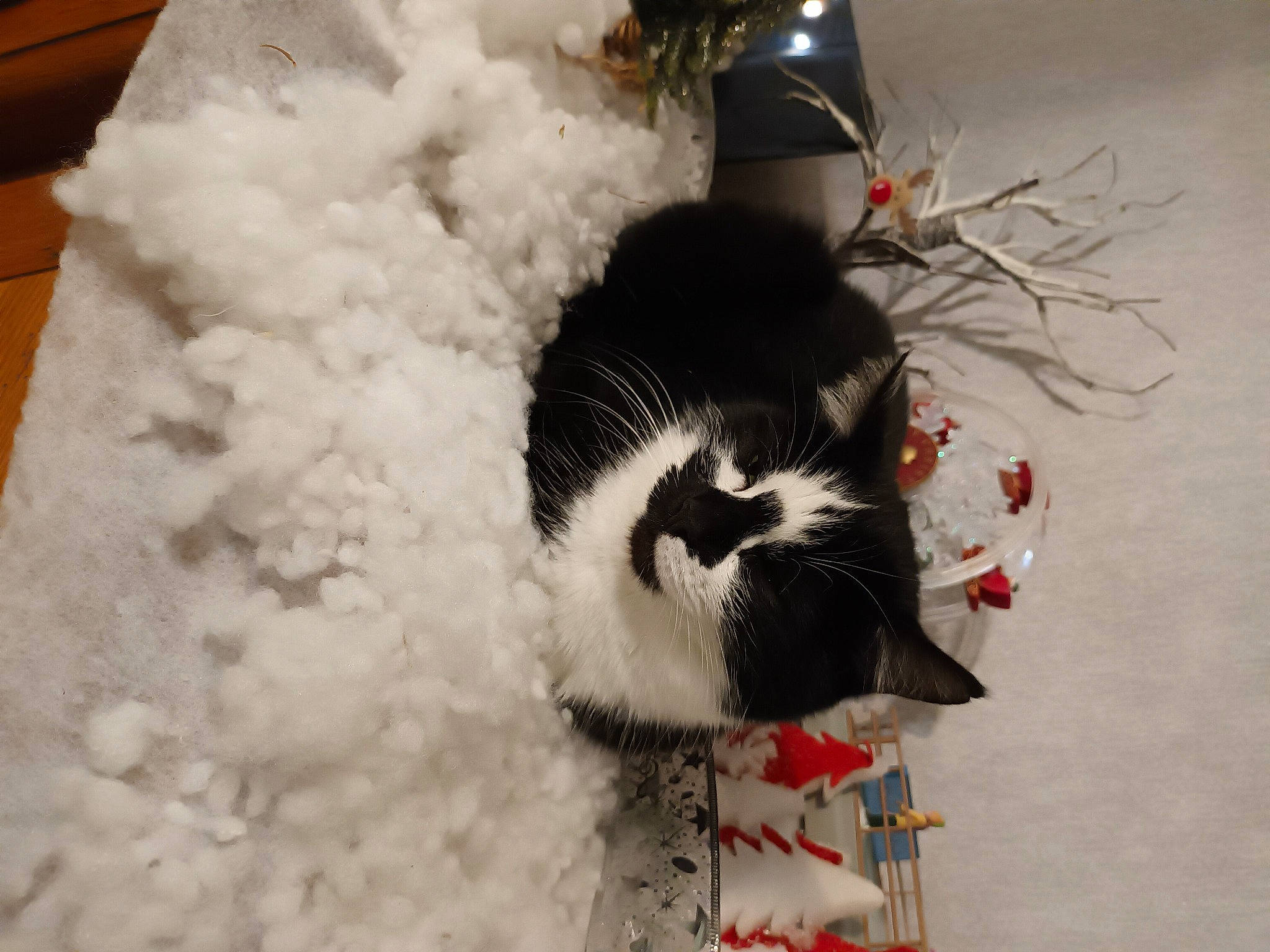 Cookie a rejoint le concours — aidez-le/la à gagner de superbes lots ! canidae, carmine, carnivore, cat, claw, comfort, dog_breed, domestic_short_haired_cat, event, felidae, fur, paw, small_to_medium_sized_cats, snout, snow, tail, whiskers, winter