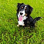 Volta participe au concours pour gagner de l'argent avec cette photo : animal, black_dog, brown_markings, canine, dog, ears, eyes, field, fur, grass, greenery, happy, nature, outdoor, pet, playful, sitting, summer, tongue_out, white_fur