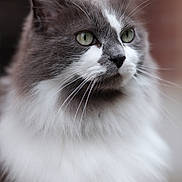 Bisou a rejoint le concours — aidez-le/la à gagner de superbes lots ! animal, calm, cat, close_up, cute, domestic, face, feline, fluffy, focused, green_eyes, grey, mammal, outdoor, pet, portrait, profile, soft_fur, whiskers, white