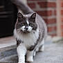 Bisou a rejoint le concours — aidez-le/la à gagner de superbes lots ! animal, brick_wall, cat, closeup, confident, feline, fluffy_cat, focused, green_eyes, grey_cat, outdoor, pavement, pet, portrait, soft_background, street, tail, walking, whiskers, white_cat