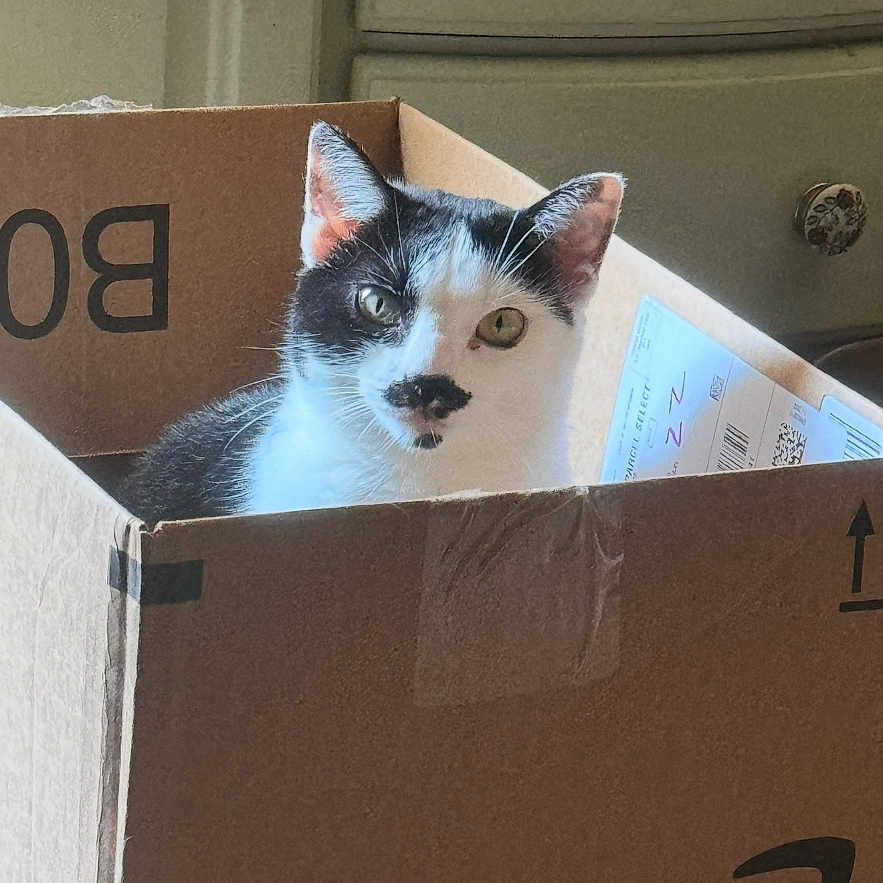 Barbara Ann joined the competition — help win amazing prizes! amazon, animal, black_and_white, box, cardboard, cat, curious, decorative_knobs, domestic, dorm_room, drawer, feline, furniture, home, indoor, mustache_marking, peeking, pet, portrait, snug
