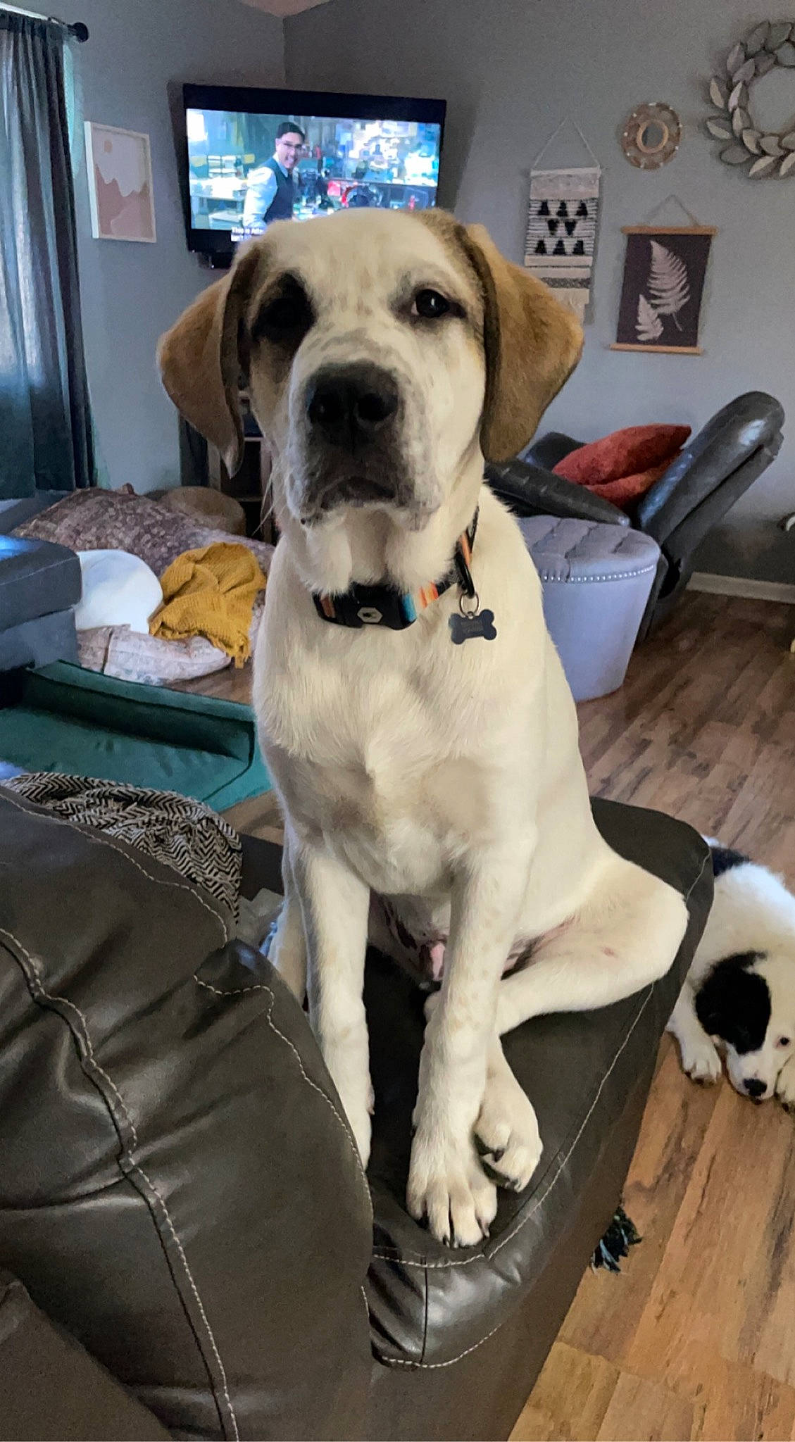 Banjo is registered to the contest to win money with this photo: carnivore, chair, collar, comfort, companion_dog, dog, dog_breed, dog_collar, dog_supply, fawn, guard_dog, non_sporting_group, pet_supply, picture_frame, sporting_group, whiskers, working_animal, working_dog