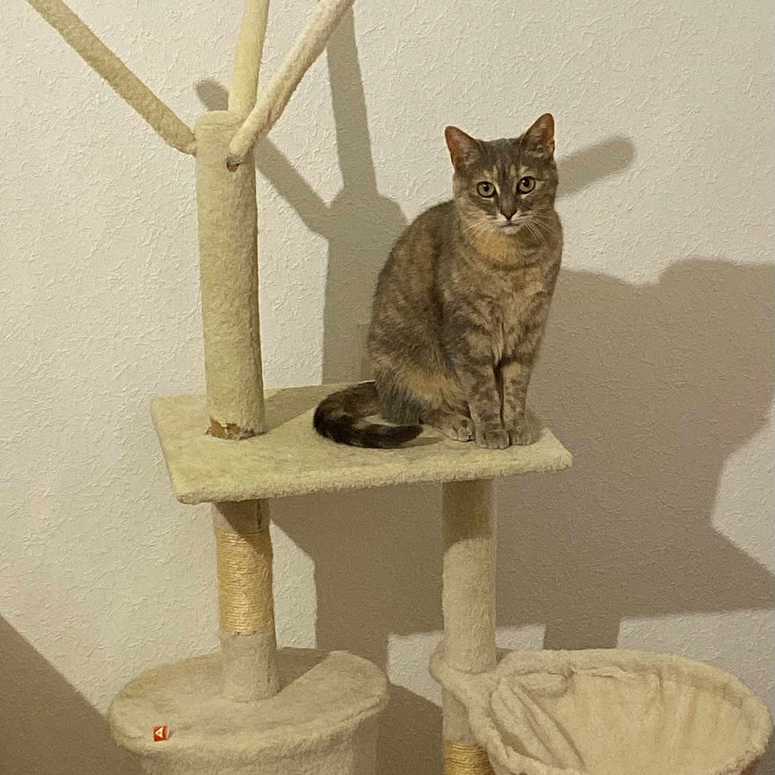 Chipie participe au concours pour gagner de l'argent avec cette photo : animal, beige, cat, cat_tree, cozy, curious, cute, domestic_cat, feline, furniture, home, indoor, looking, pet, playful, resting, shadow, sitting, tabby_cat, wall