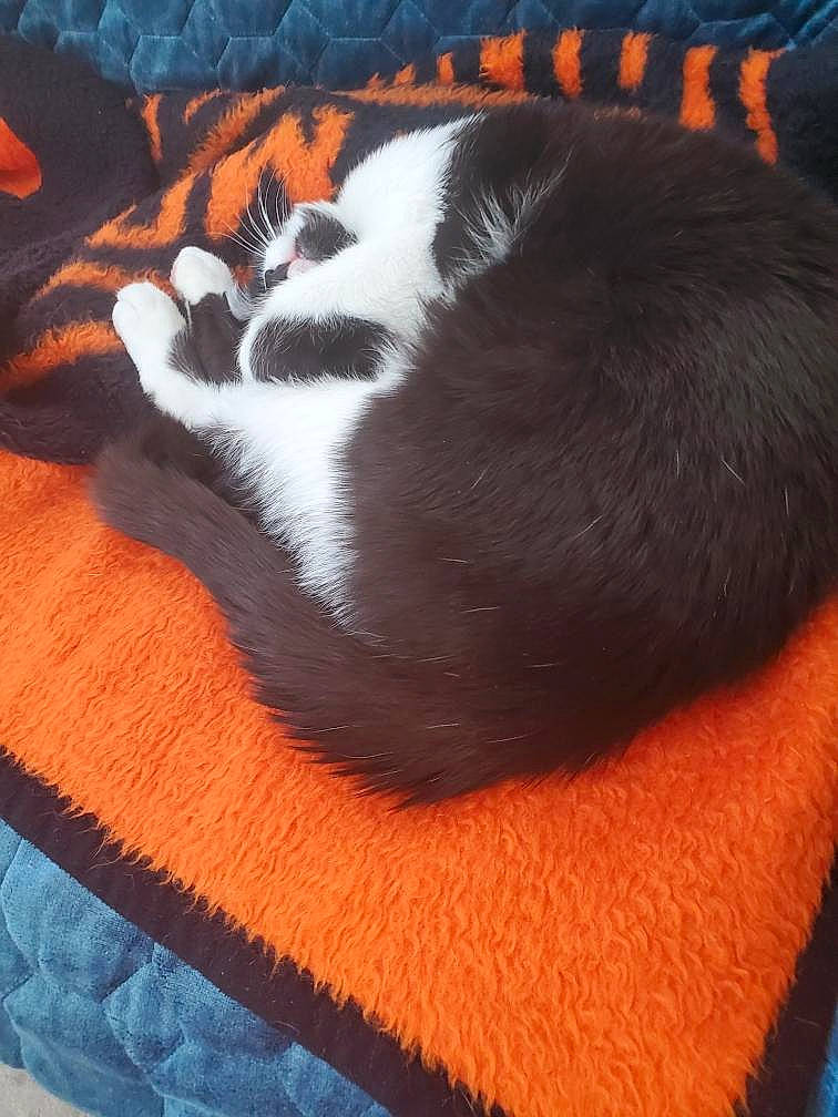 Boot'S is registered to the contest to win money with this photo: carnivore, cat, claw, cloud, comfort, dog_breed, domestic_short_haired_cat, fawn, felidae, fur, linens, nap, orange, paw, small_to_medium_sized_cats, snout, tail, terrestrial_animal, whiskers, wood