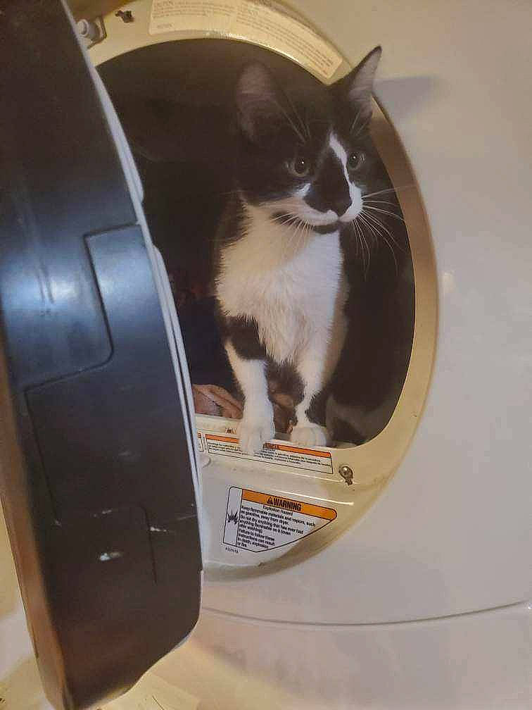 Boot'S is registered to the contest to win money with this photo: automotive_design, automotive_tire, box, cardboard, carnivore, cat, cat_supply, comfort, domestic_short_haired_cat, felidae, fender, formal_wear, motor_vehicle, packaging_and_labeling, small_to_medium_sized_cats, stairs, tail, vehicle_door, whiskers, wood