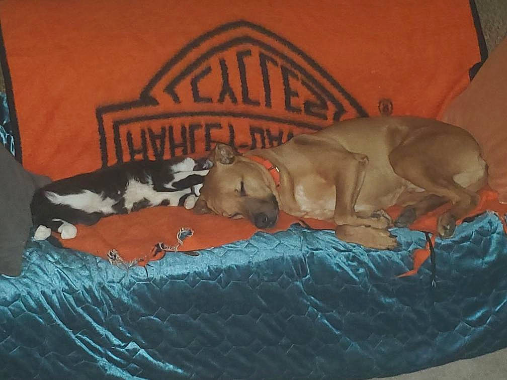 Boot'S joined the competition — help win amazing prizes! art, barechested, bed, bed_sheet, bedding, bedtime, canidae, carnivore, comfort, companion_dog, dog, dog_breed, dog_supply, fawn, felidae, linens, nap, room, sporting_group, vertebrate