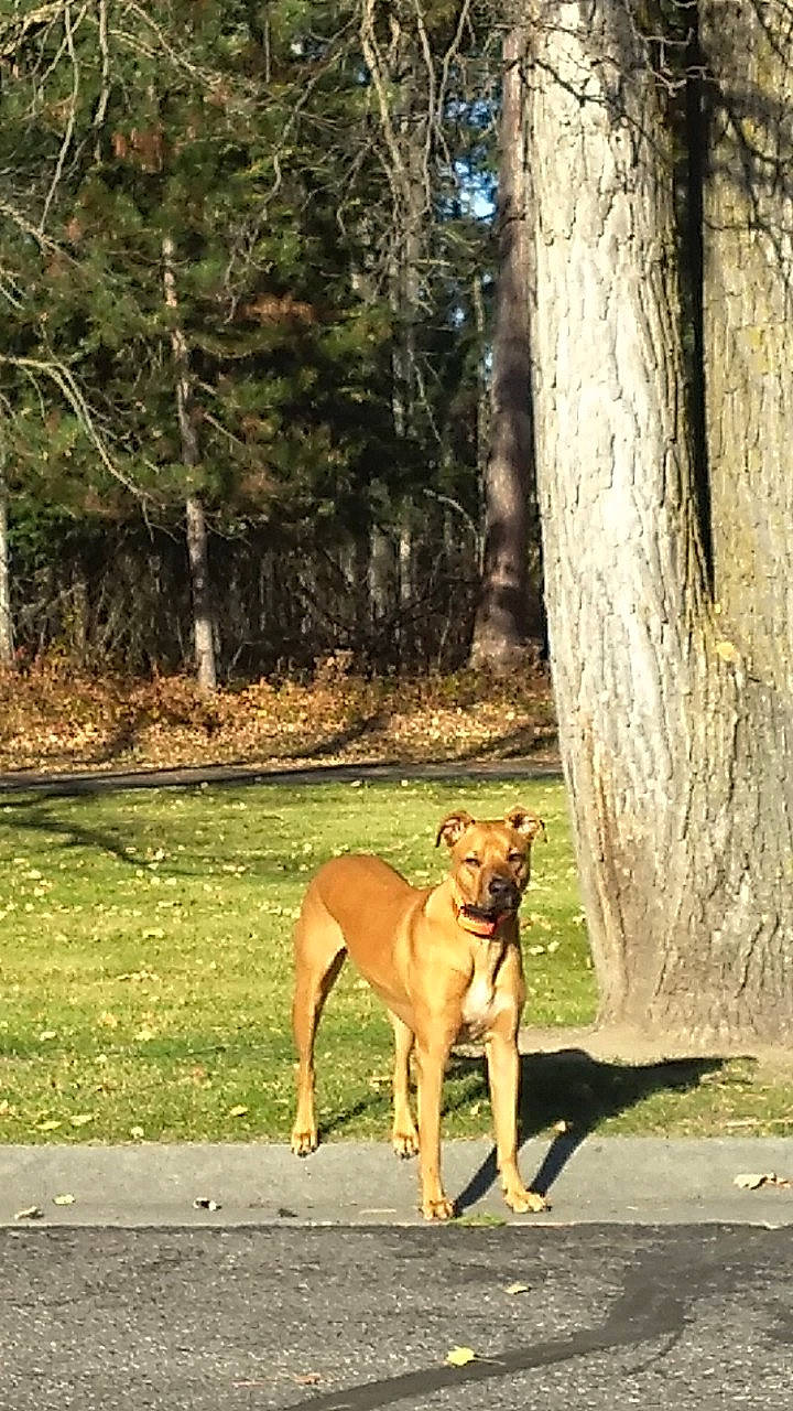 Chief is registered to the contest to win money with this photo: big_cats, canidae, carnivore, companion_dog, dog, dog_breed, fawn, felidae, forest, grass, landscape, plant, sporting_group, tail, terrestrial_animal, tree, trunk, wildlife, wood, woodland