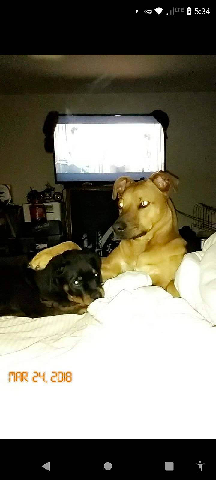 Chief is registered to the contest to win money with this photo: bed, canidae, carnivore, comfort, companion_dog, couch, dog, dog_breed, dog_supply, fawn, fur, guard_dog, linens, room, snout, sporting_group, television, toy_dog, whiskers, working_animal