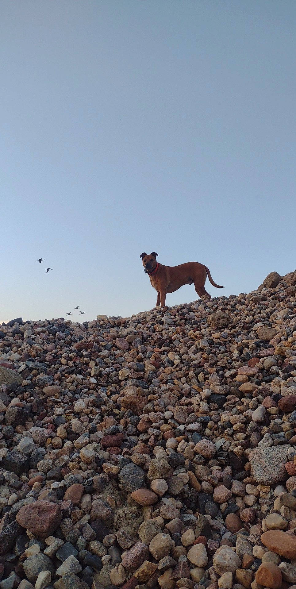 Chief joined the competition — help win amazing prizes! bedrock, bird, carnivore, coast, dog, dog_breed, horizon, landscape, ocean, pebble, rock, rubble, sea, seabird, sky, soil, tail, terrestrial_animal, vertebrate, wood